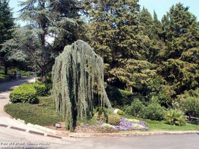 Cedrus-atlantica-glauca-pendula7314-Crimea-Partenit-Lapshin2011.jpg