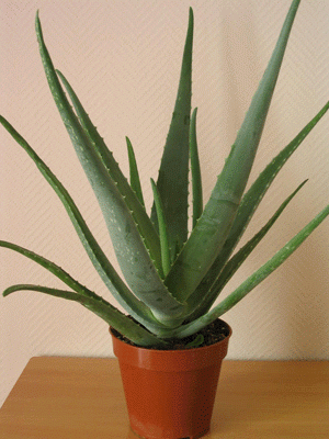 aloe.gif