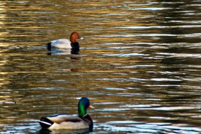 DSC05260ducks3-2-small.jpg