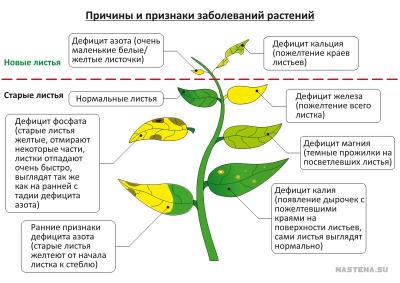 Bolezni-rasteniy.jpg