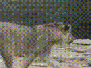 Lion.gif