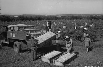 Уборка лепестков розы. 7 июня 1951 года.jpg