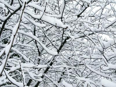 snow-in-trees.jpg