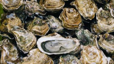 6-outro-oysters.jpg