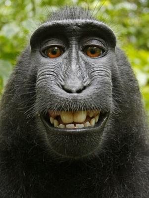 smiling_monkey01.jpg