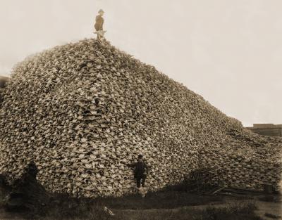 Bison_1870.jpg